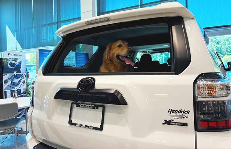 Toyota%20Highlander%20Pet%20Friendly%20Vehicle%20Hendrick%20Cars.jpg